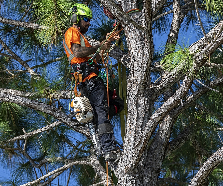 good tree removal service
