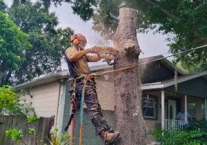 When to Trim Oak Trees