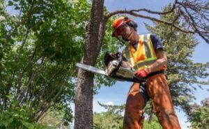 How to Remove a Palm Tree?