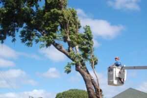 how to trim a bradford pear tree?