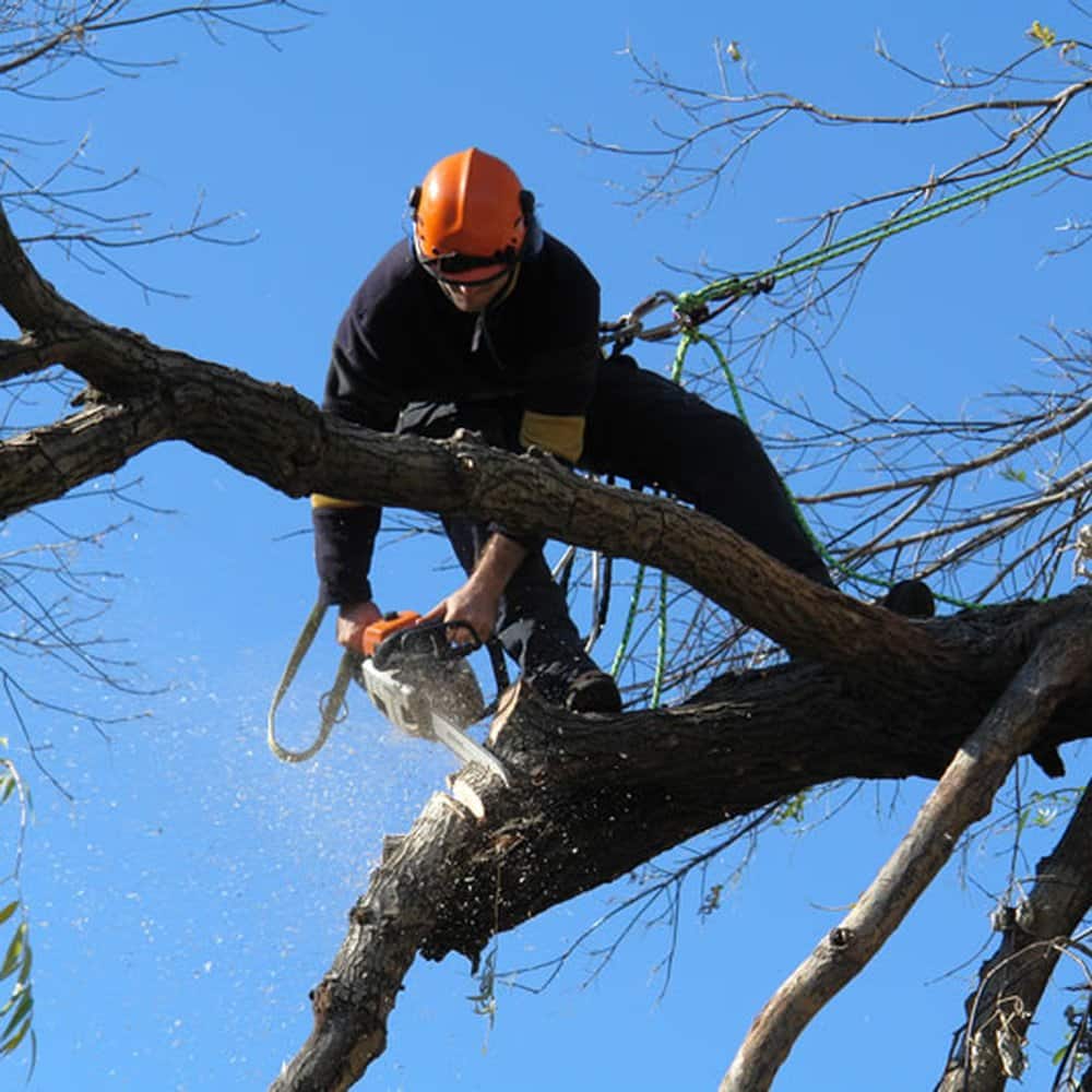 Average Cost of Large Tree Removal