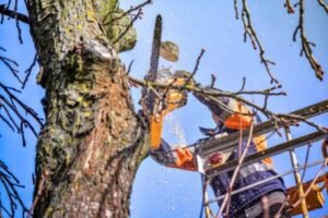 How to Deal with a Dead Tree at Home?