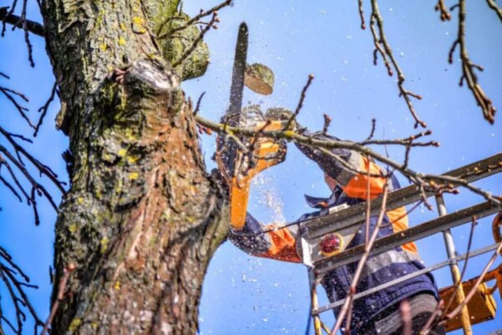 How to Deal with a Dead Tree at Home?