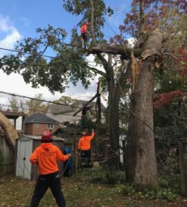 How to Care for Oak Trees