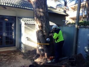 How to Care for Pecan Tree