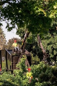 privacy trees for small yards