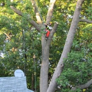 Tree Stump Decoration Ideas