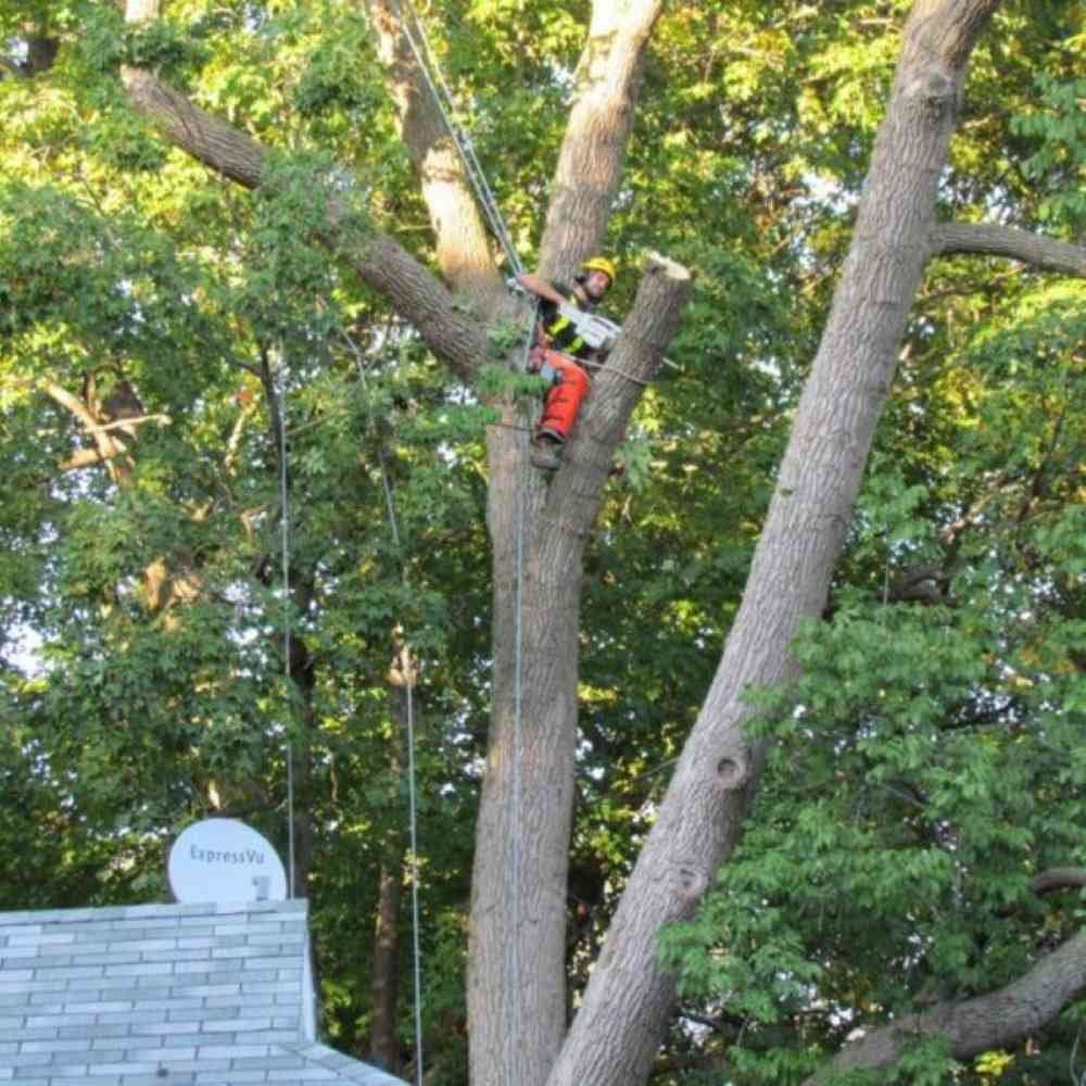9 Creative Tree Stump Decoration Ideas