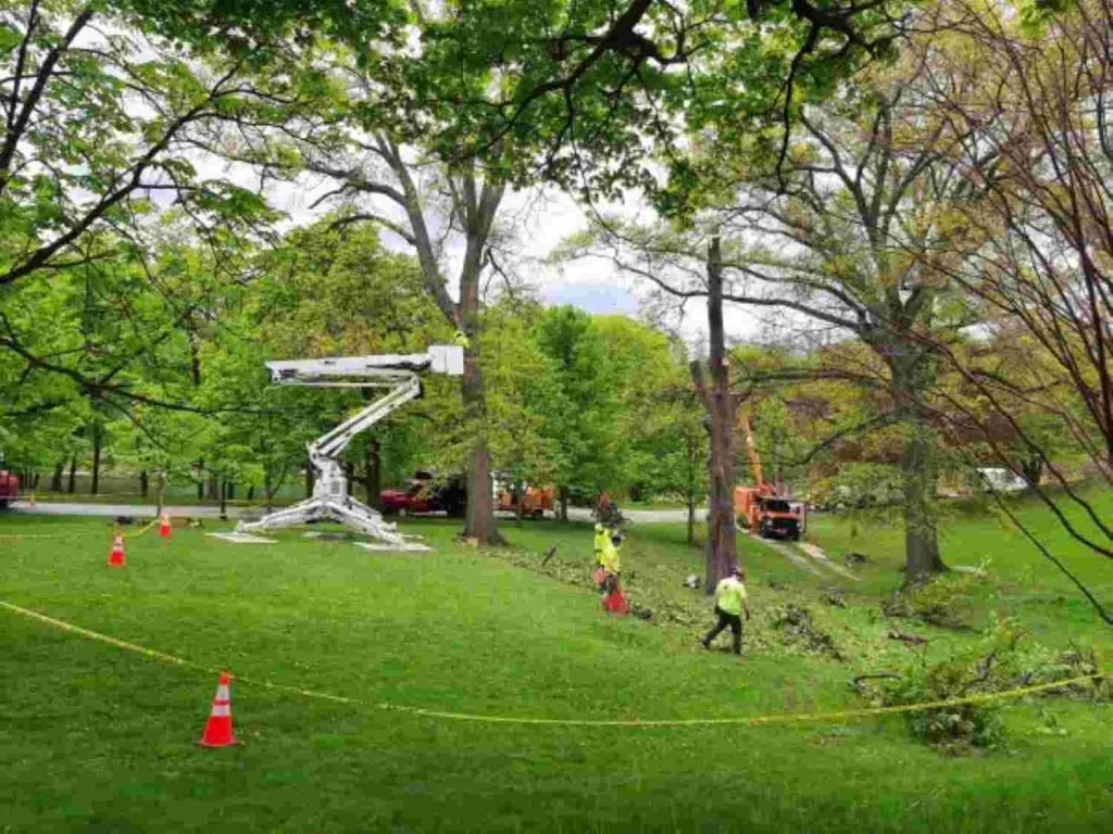 Best Fruit Trees to Plant in North Texas