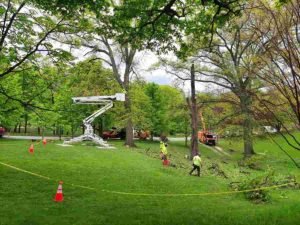 Best Fruit Trees to Plant in North Texas