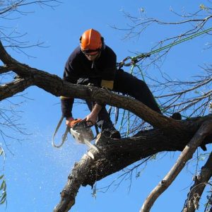 Best Time to Trim Trees