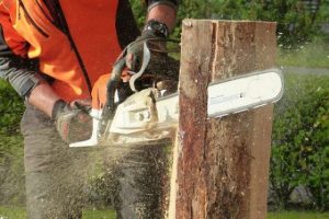 What Happens to Roots After Stump Grinding?