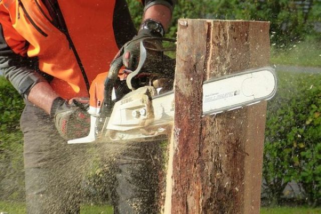 What Happens to Roots After Stump Grinding? – Expert Advice