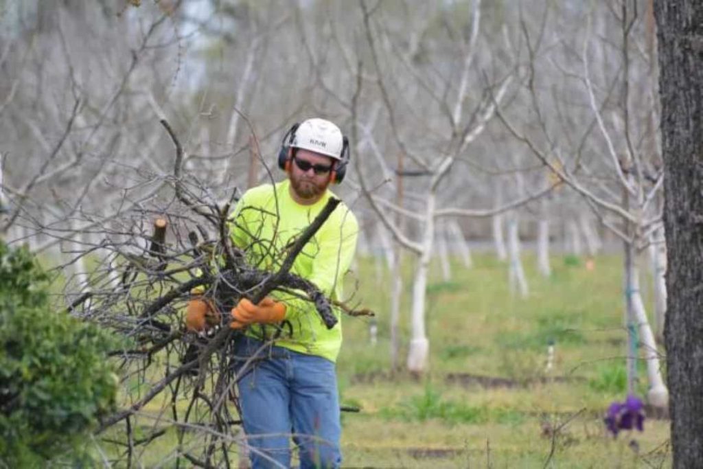 How Do You Take Care of Peach Trees