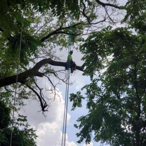 When to Remove Tree Stakes