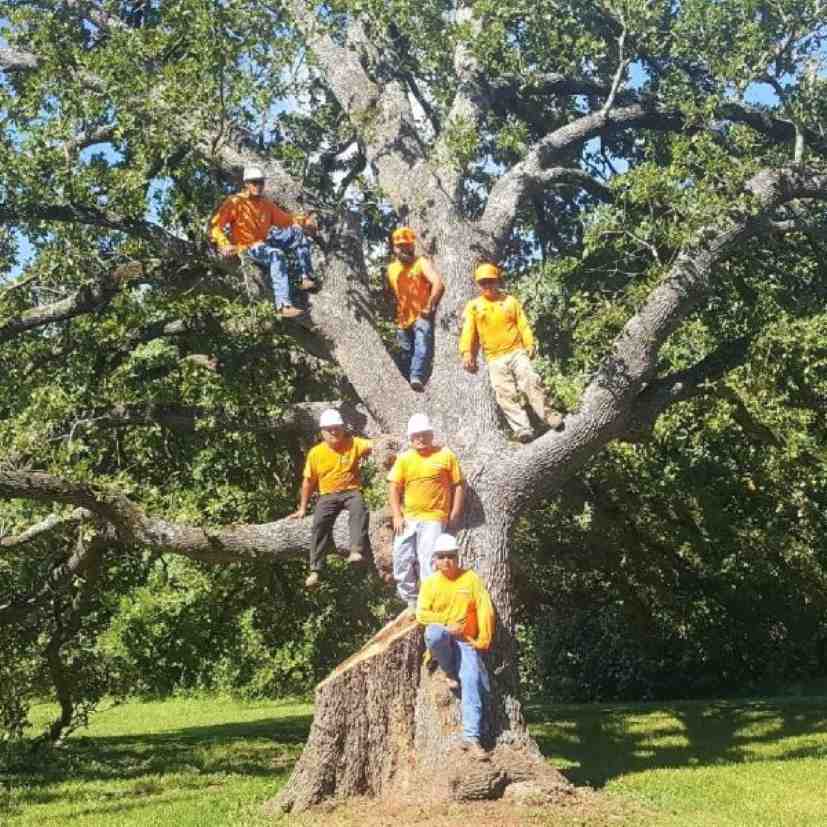 How Does a Stump Grinder Work