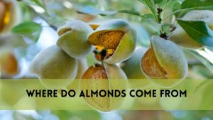 Where Do Almonds Come from