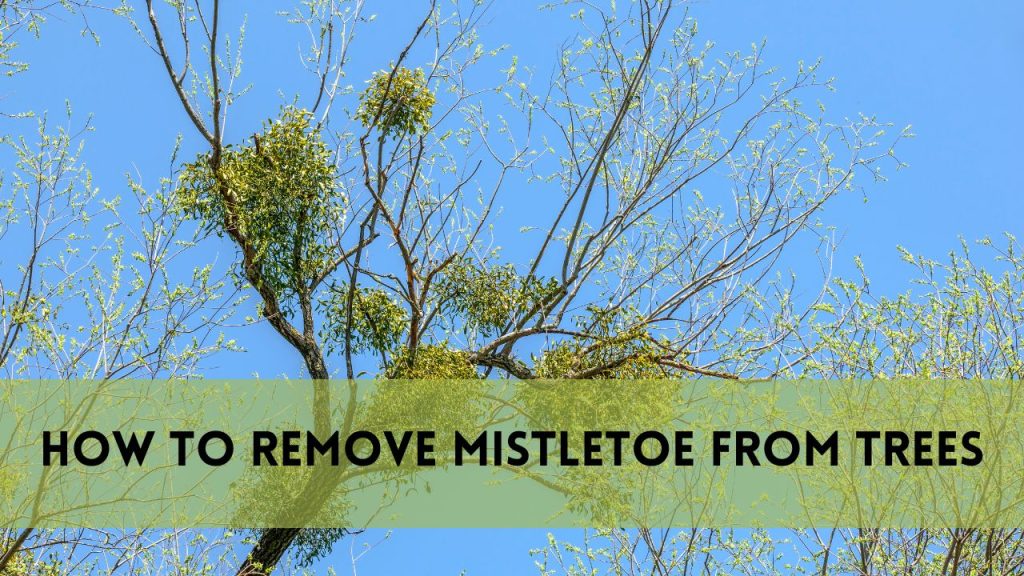 How to Remove Mistletoe from Trees