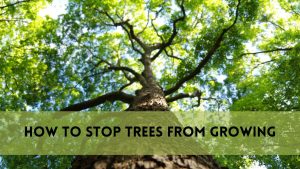 How to Stop Trees from Growing