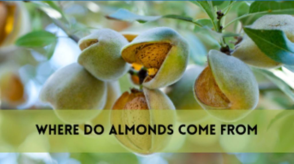 where do almonds come from?