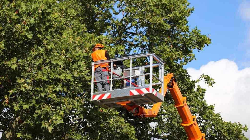 tree services in houston