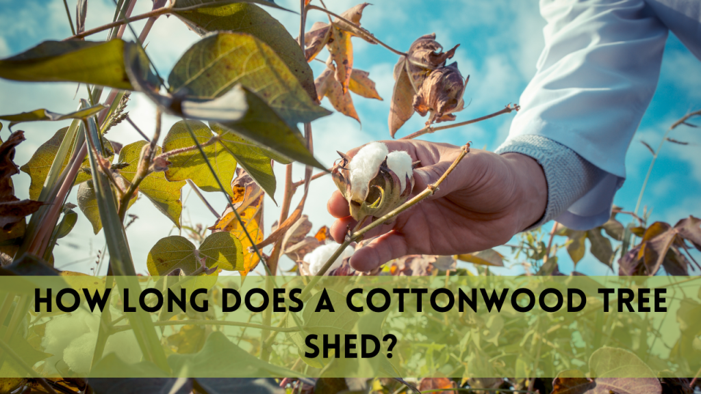 How long does a cottonwood tree shed