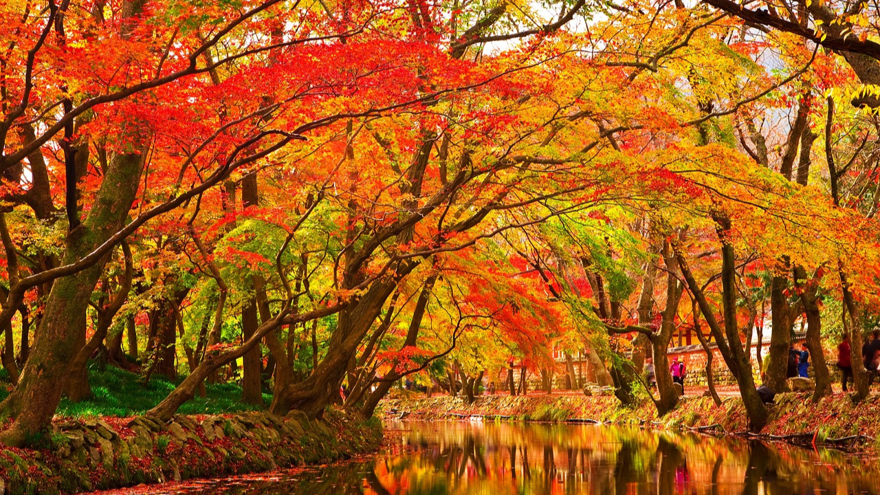 Best time to trim maple trees