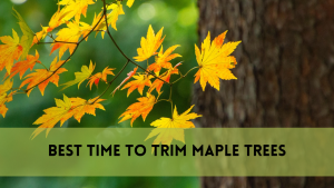 Best time to trim maple trees