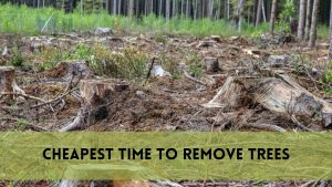 Cheapest time to remove trees