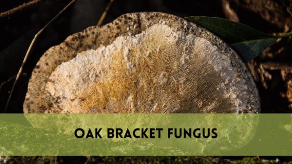 Oak Bracket Fungus