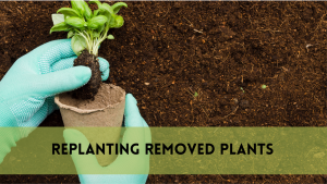 replanting removed plants