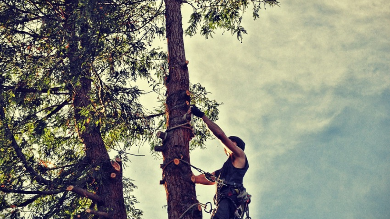 Tree limb removal