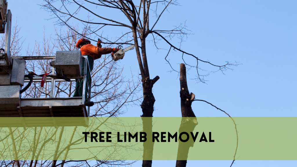 Tree limb removal