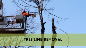 Tree limb removal