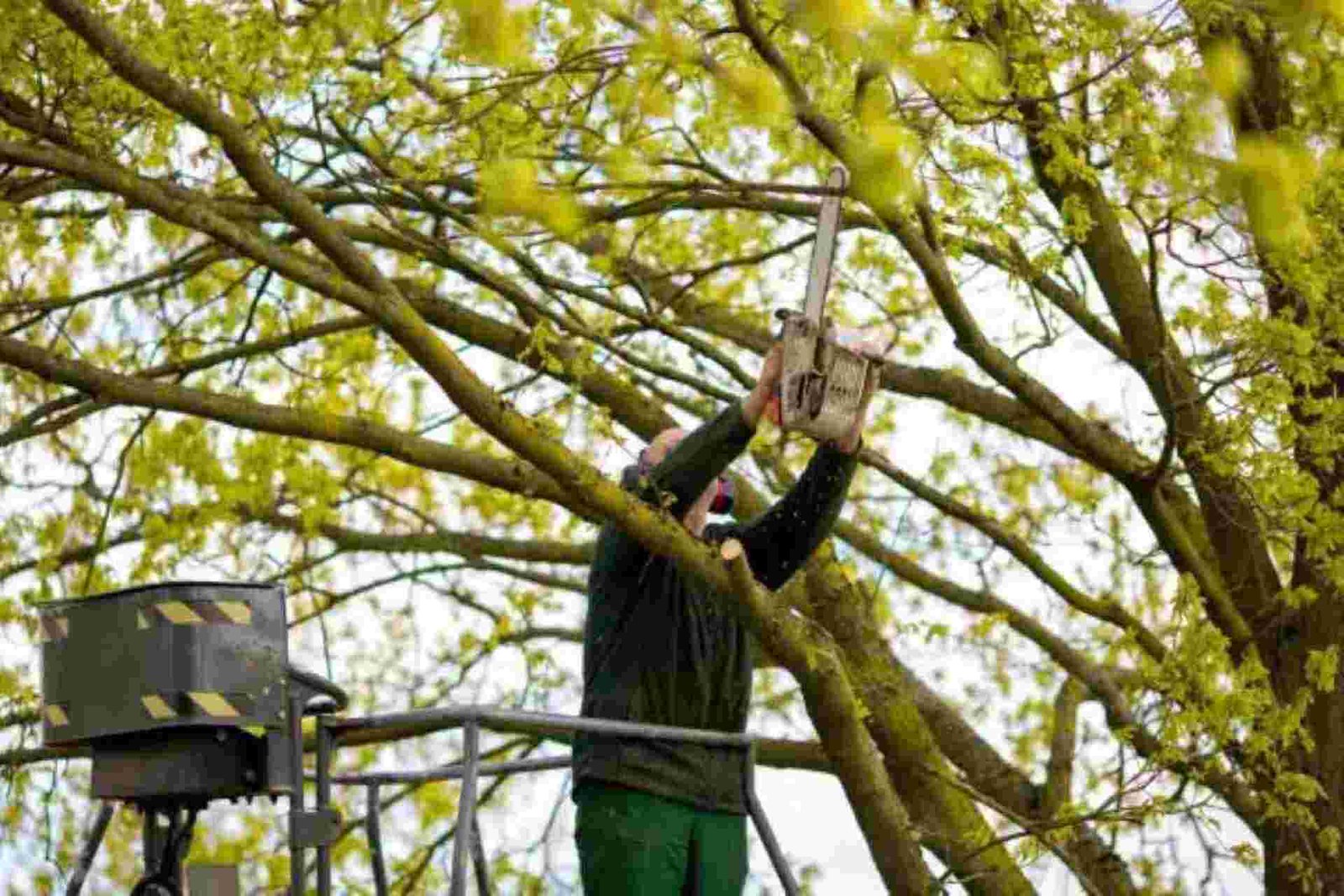 Arborist Memorial: Your Trusted Tree Service Professionals