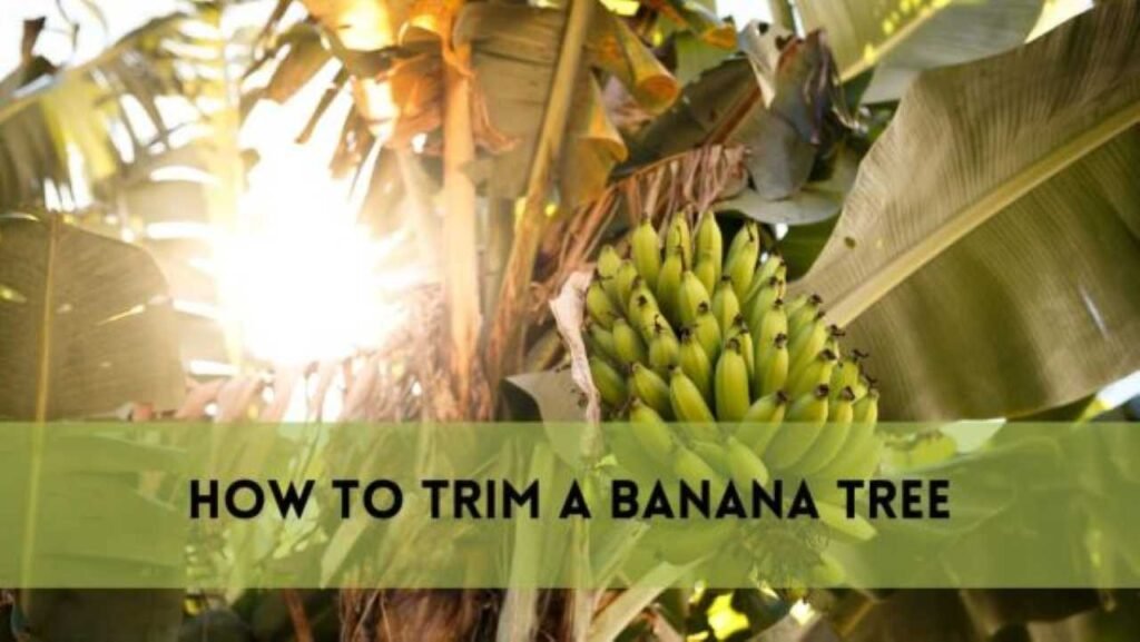 How to trim a banana tree?